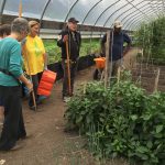 Urban farm yields bountiful time for ATTH volunteers 4