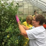 Urban farm yields bountiful time for ATTH volunteers 6