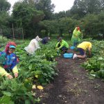 Urban farm yields bountiful time for ATTH volunteers 1
