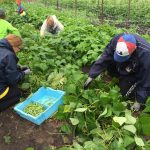 Urban farm yields bountiful time for ATTH volunteers 2